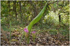 Curcuma neilgherrensis